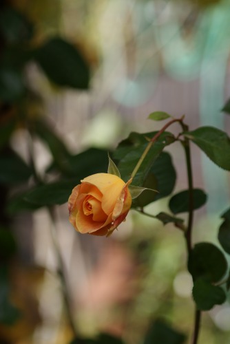f0170524_13544911.jpg