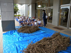 北新庄小学校の子供達が大豆の鞘取りをしました_e0061225_16381085.jpg