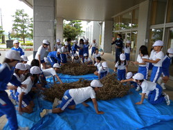 北新庄小学校の子供達が大豆の鞘取りをしました_e0061225_16402689.jpg