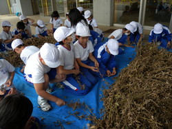 北新庄小学校の子供達が大豆の鞘取りをしました_e0061225_16422870.jpg