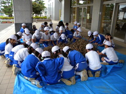 北新庄小学校の子供達が大豆の鞘取りをしました_e0061225_1643491.jpg