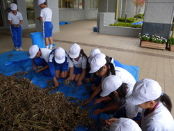 北新庄小学校の子供達が大豆の鞘取りをしました_e0061225_16445989.jpg