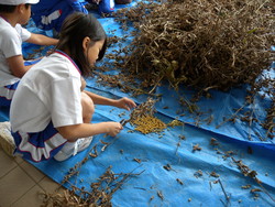 北新庄小学校の子供達が大豆の鞘取りをしました_e0061225_16514286.jpg