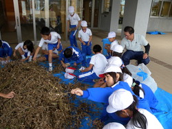 北新庄小学校の子供達が大豆の鞘取りをしました_e0061225_1652796.jpg