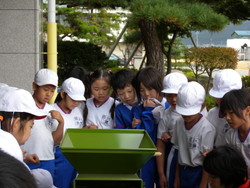 北新庄小学校の子供達が大豆の鞘取りをしました_e0061225_1743686.jpg
