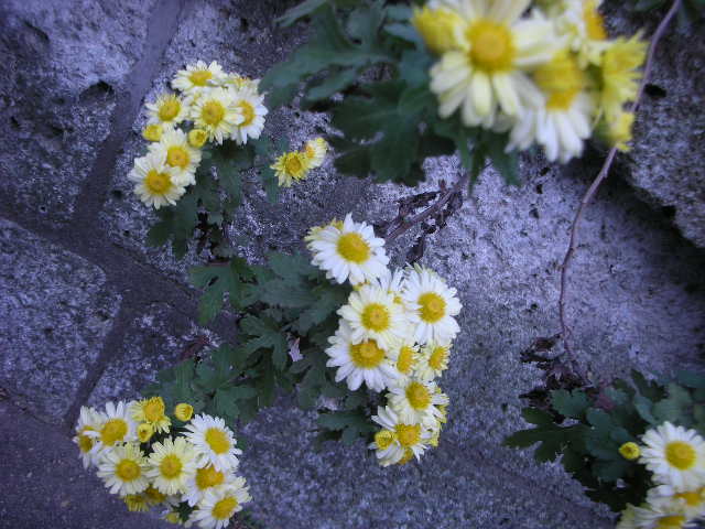 秋を探して_c0155326_22455254.jpg