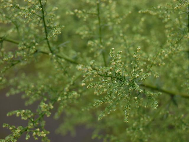 糞人参 クソニンジン 花の仲間調べ 糞人参 クソニンジン 花の仲間調べ