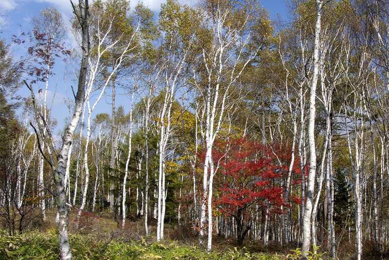 八千穂高原の白樺林(長野県）_f0060531_2226351.jpg