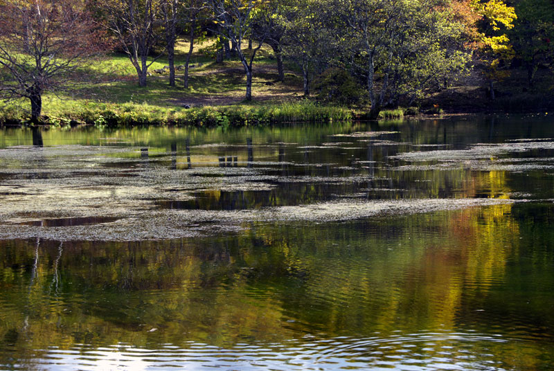 八千穂高原の白樺林(長野県）_f0060531_2353775.jpg