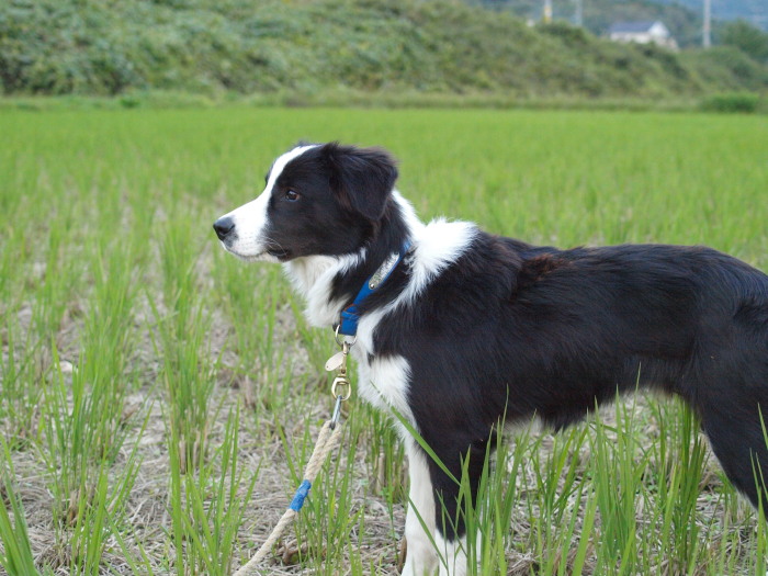 田んぼドッグランにて（写真26枚コメントなし）_c0072843_2201570.jpg