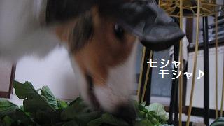 野菜直売所の人気者U(・ェ・)U_e0195743_21562638.jpg