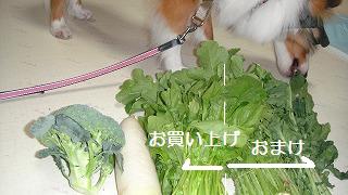 野菜直売所の人気者U(・ェ・)U_e0195743_2211246.jpg