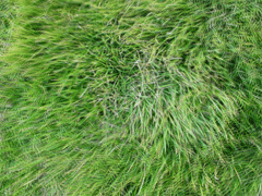 e0005548_21383384.gif