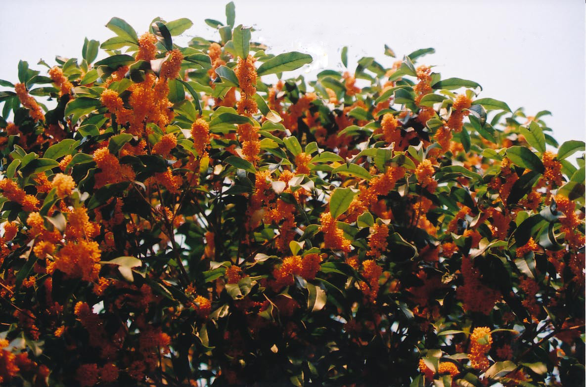 e0156251_002622.jpg