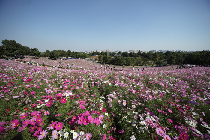 秋桜 1_c0195157_1937587.jpg