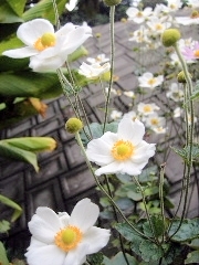 f0043559_1757534.jpg