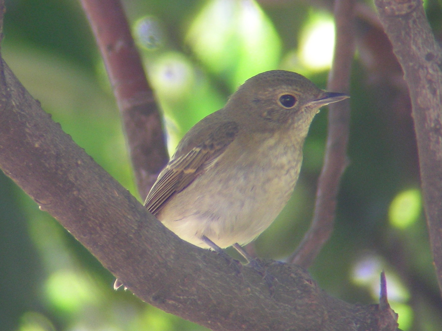 ★先週末の鳥類園（2009.10.17～18）_e0046474_19275815.jpg