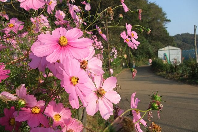 ■　朝の花　　　09.10.20　　　（ツワブキ、コスモス、アザミ）_e0070891_17412590.jpg