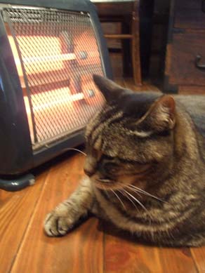 寒がり　ねこさま_e0187897_20585011.jpg