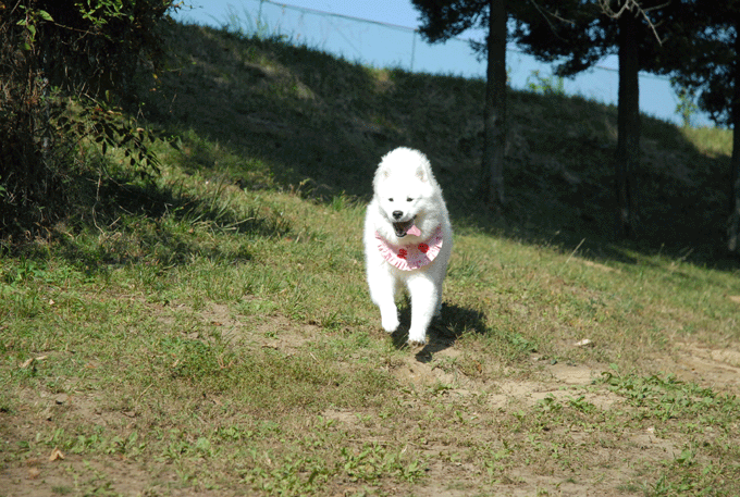 e0018604_17101151.gif
