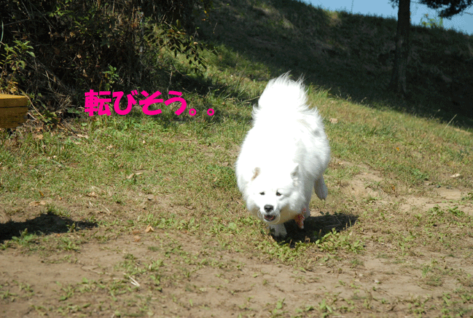 e0018604_17102675.gif
