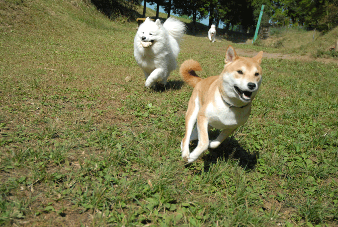 e0018604_17124887.gif
