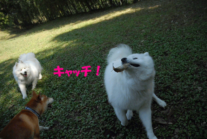 e0018604_171550100.gif