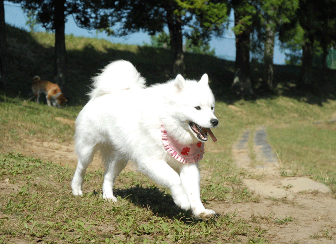 e0018604_1791687.gif