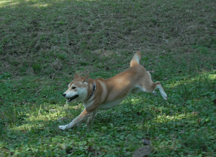 e0018604_1793496.gif