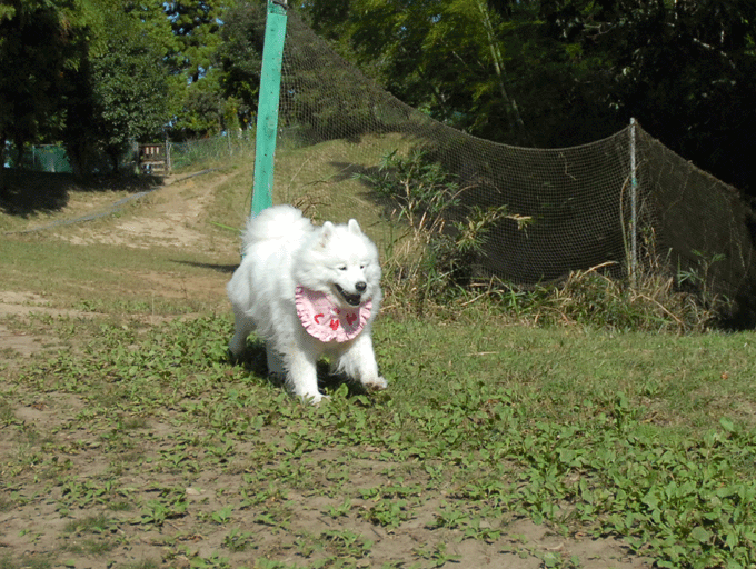 e0018604_179771.gif