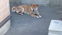 看板犬_e0179206_21545132.jpg