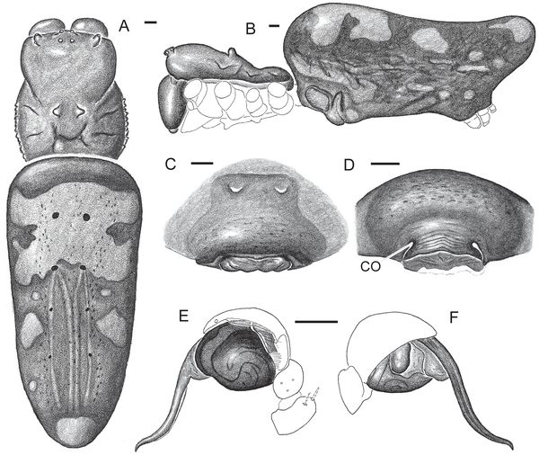 絶滅したはずの巨大グモがアフリカに生存していた_c0025115_2163290.jpg