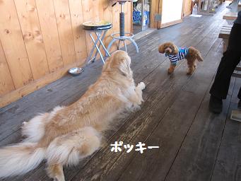 10月21日 たくさんのワンコたち_e0136815_22594848.jpg