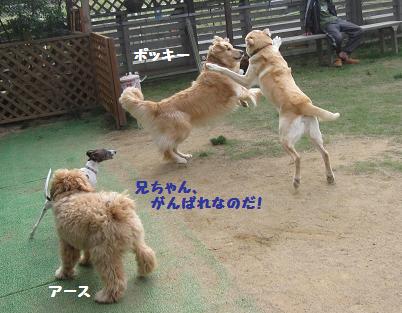 10月21日 たくさんのワンコたち_e0136815_23105352.jpg