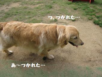 10月21日 たくさんのワンコたち_e0136815_23121272.jpg