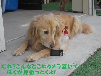 10月21日 たくさんのワンコたち_e0136815_2322618.jpg