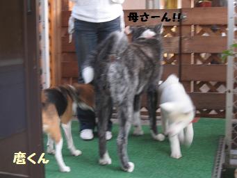 10月21日 たくさんのワンコたち_e0136815_23263689.jpg