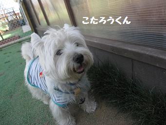 10月21日 たくさんのワンコたち_e0136815_23323457.jpg