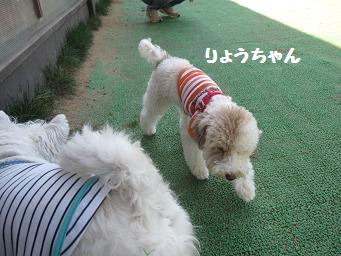 10月21日 たくさんのワンコたち_e0136815_23334061.jpg
