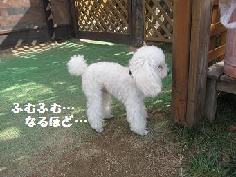 10月21日 たくさんのワンコたち_e0136815_2365459.jpg