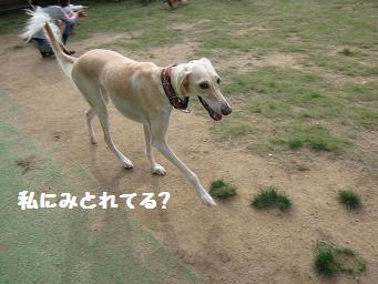 10月21日 たくさんのワンコたち_e0136815_2395524.jpg