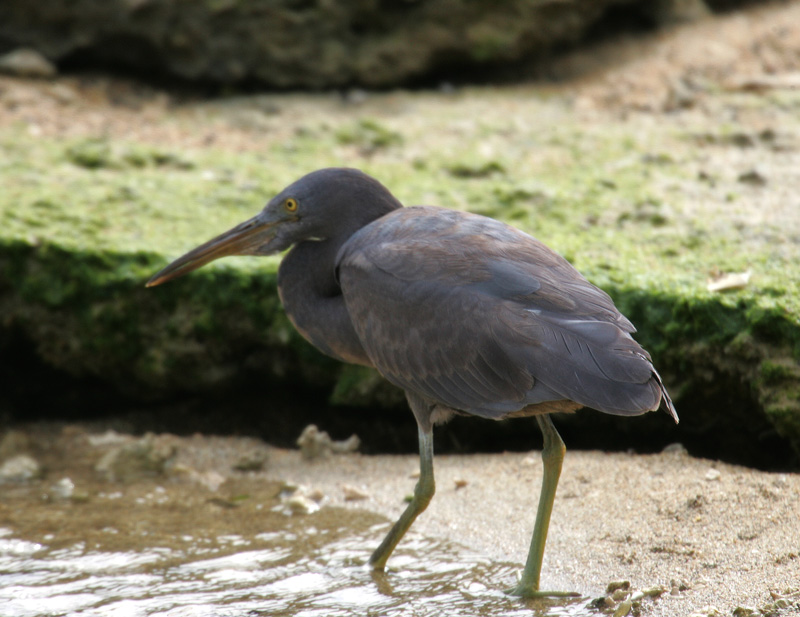 クロサギ Egretta sacra_f0161823_16424987.jpg