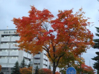 紅葉_f0181524_19505822.jpg