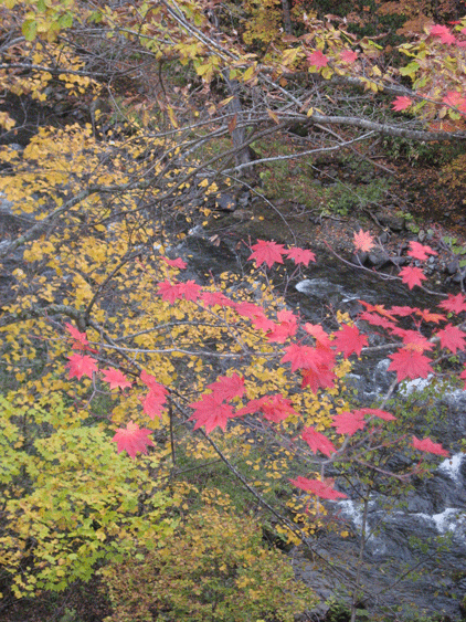 木々の葉が色づいてきました♪し_e0127526_1017164.gif