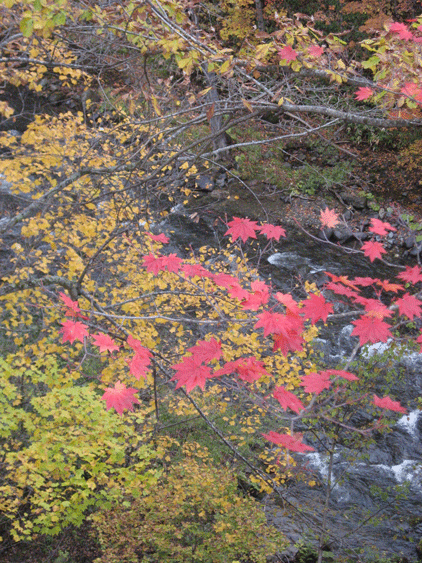 e0127526_1017164.gif