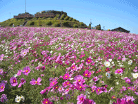 b0049029_20505877.gif