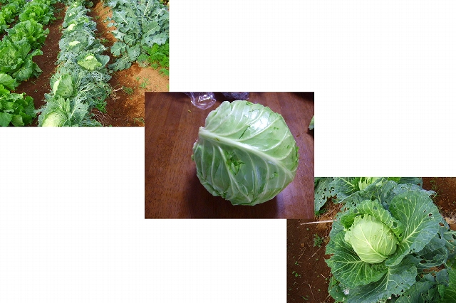 秋野菜の収穫で大繁盛！_b0137932_16304868.jpg