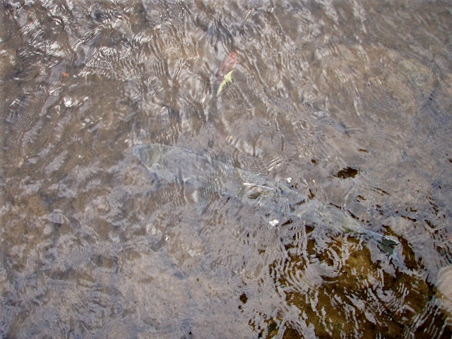 d0075843_20263625.jpg