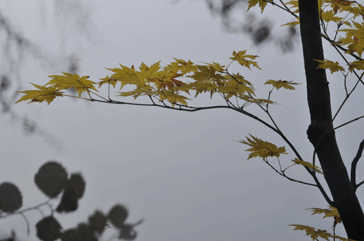 c0093046_65414.gif