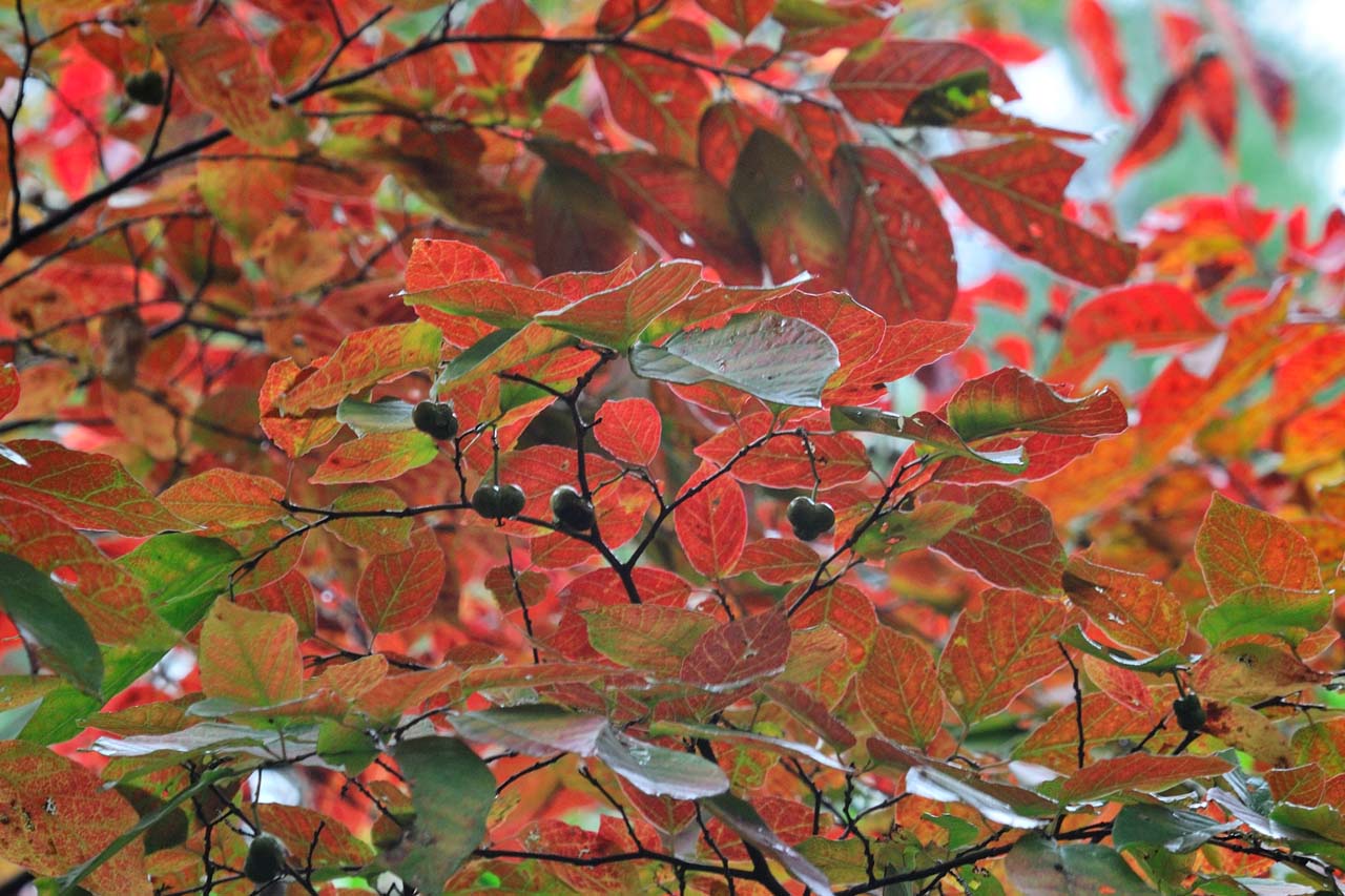 シラキの紅葉 : 六甲山花紀行 シラキの紅葉 : 六甲山花紀行